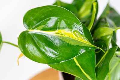 Philodendron scandens 'Brasil' Filodendron pnący Philodendron-scandens-Brasil-Filodendron-pnacy
