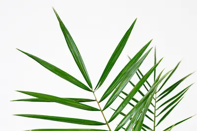Phoenix Canariensis Daktylowiec kanaryjski Phoenix-Canariensis-Daktylowiec-kanaryjski