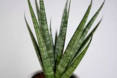 SANSEVIERIA CYLINDRICA 'DANCING QUEEN' SANSEVIERIA CYLINDRICA 'DANCING QUEEN'