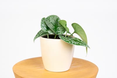 Scindapsus-pictus-Trebie-Scindapsus-pstry