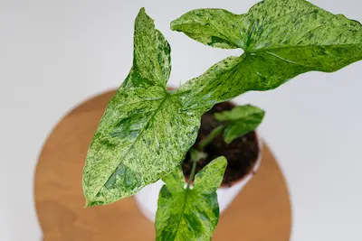  Syngonium (Zroślicha) 'Mottled Mojito'