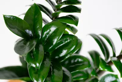 Zamioculcas Zenzi (Zenzi ZZ Plant) Zamiokulkas zamiolistny
