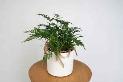 PAPROĆ 'NOGA PAJĄKA' (HUMATA TYERMANII) Paproć 'Noga Pająka' (Humata tyermanii) – egzotyczna paproć doniczkowa