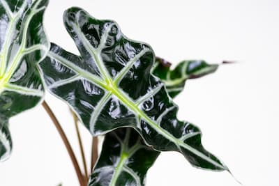 Alokazja sanderiana nobilis Alokazja sanderiana nobilis