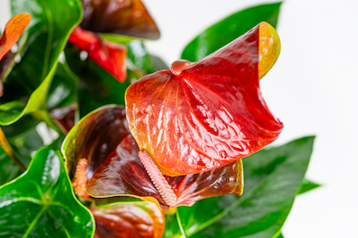 Anthurium Diamond Black Love GYNUURA AURANTIACA GINURA POMARAŃCZOWA