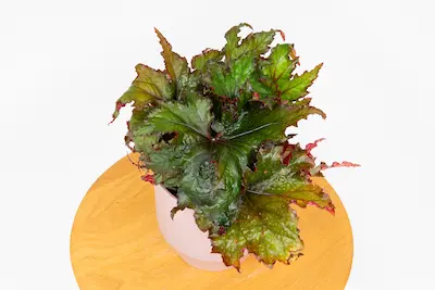Begonia królewska Begonia REX Begonia rex królewska