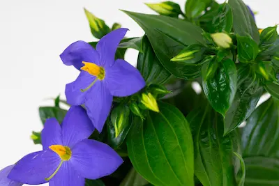 Goryczka bezłodygowa 'Gentiana acaulis'