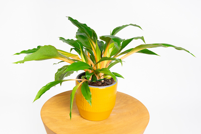 Zielistka Chlorophytum orchidastrum 'Green Orange' Zielistka Chlorophytum orchidastrum 'Green Orange'