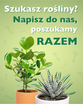 Zielona Flora - Znajdziemy idealną roślinę dla Ciebie!