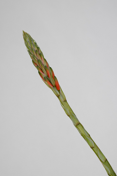 palma-livistona-rotundifolia-okraglolistna-02.jpg Aloes niski - kwitnący (Aloe humilis)