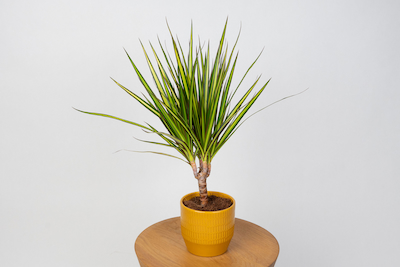 palma-livistona-rotundifolia-okraglolistna-02.jpg Dracaena marginata Sunray (Dracena)
