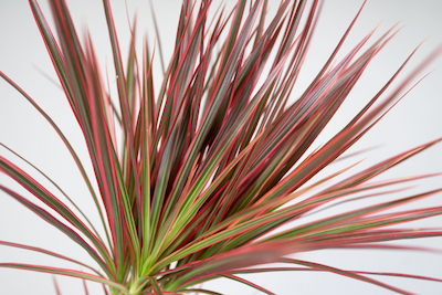 palma-livistona-rotundifolia-okraglolistna-02.jpg Dracena 'Colorama' | Kolorowy Akcent do Twojego Domu i Biura