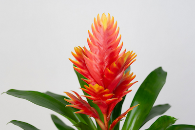 FRIZEA LŚNIĄCA VRIESEA VOGUE BROMELIA