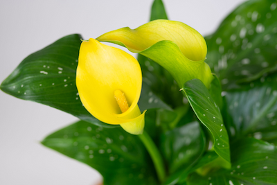 Kalia żółta Cala - (Zantedeschia albaomaculata) KALIA ŻÓŁTA - (ZANTEDESCHIA ALBAOMACULATA)