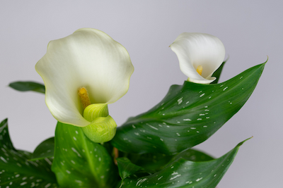 KALIA BIAŁOKREMOWA - (ZANTEDESCHIA ALBAOMACULATA)