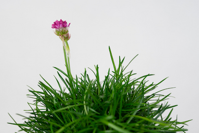 GYNUURA AURANTIACA GINURA POMARAŃCZOWA’ ZAWCIĄG NADMORSKI (ARMERIA MARITIMA)