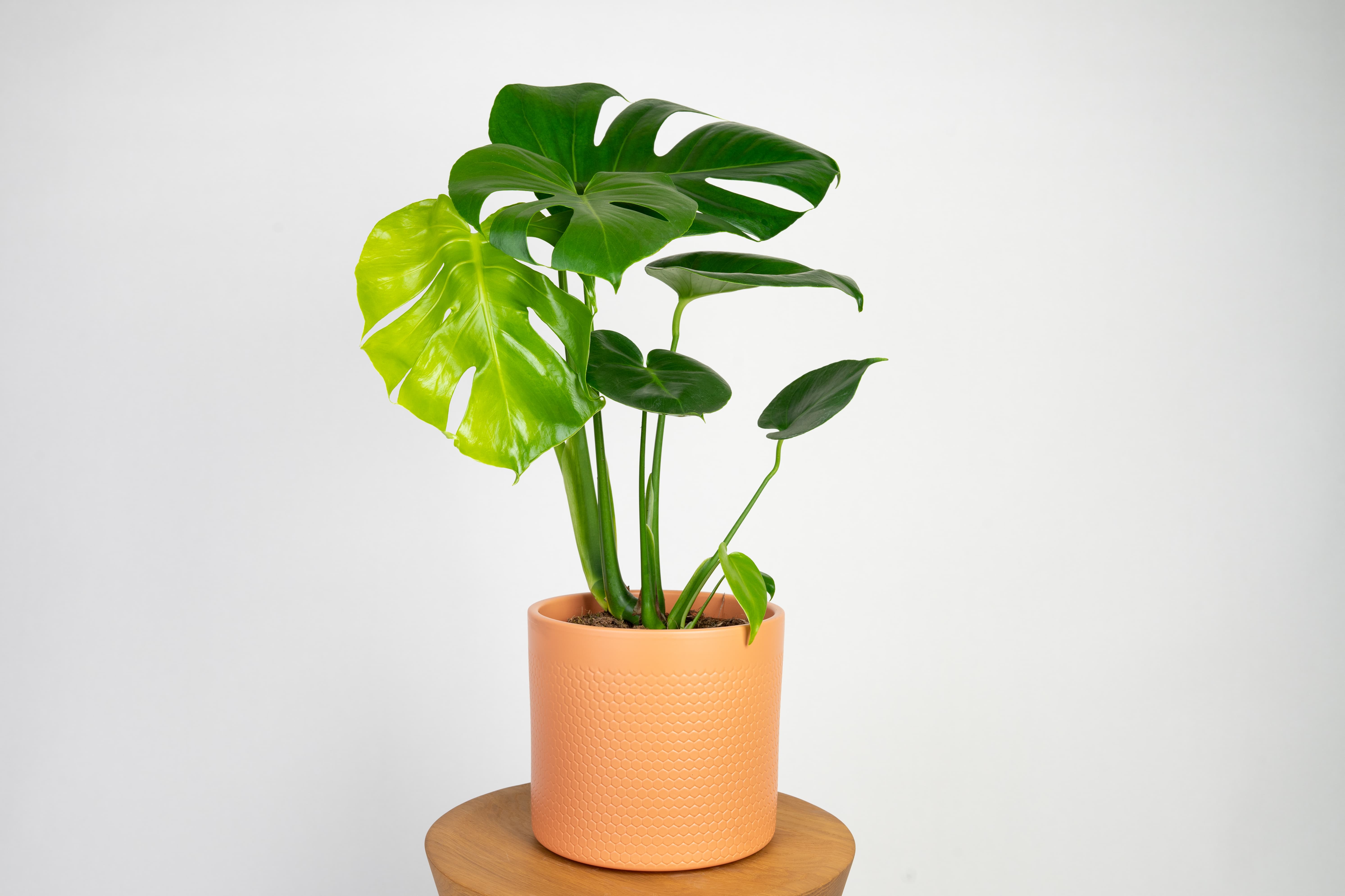 Monstera deliciosa — zbliżenie liścia