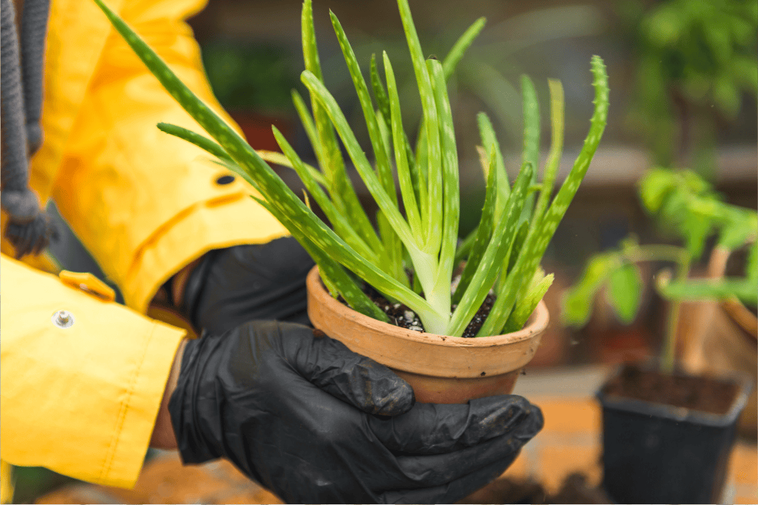 Aloes w doniczce czyli sekrety naturalnej apteczki