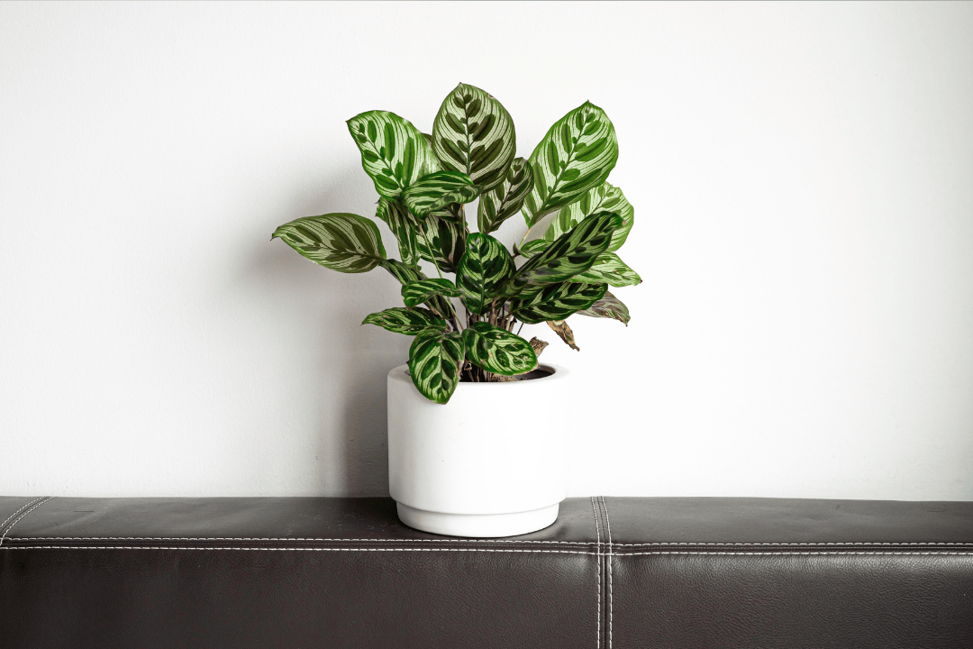 Calathea - uprawa i pielęgnacja