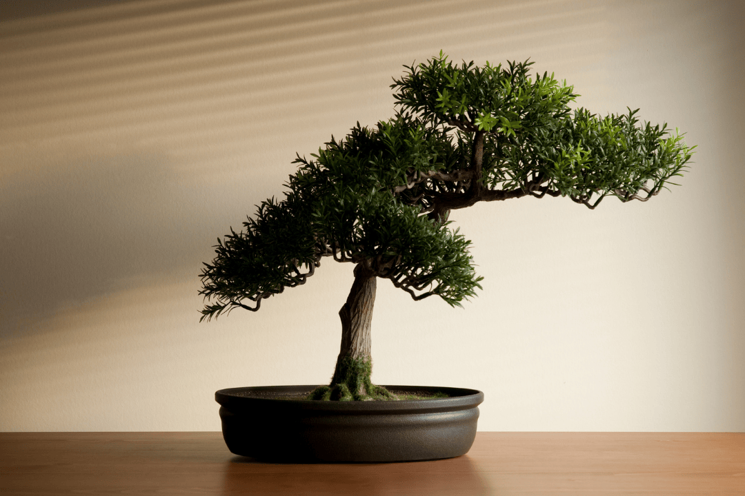 Sztuka bonsai w domu – jak zacząć swoją przygodę?