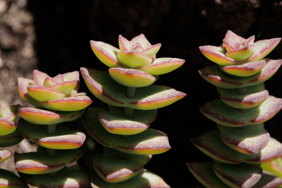 Grubosz (crassula) – symbol szczęścia i bogactwa